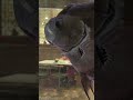 Full Grown Black Giant Gourami Wildlife Pets Animals Nature Giantgourami Gourami Wildlifewa