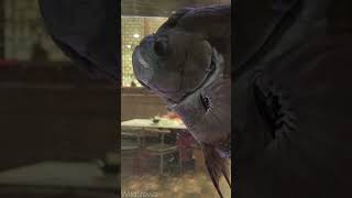 Full Grown Black Giant Gourami