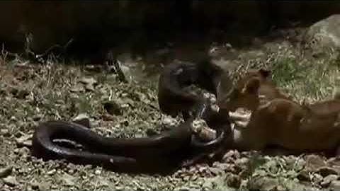 Big Cat Vs Python Fight To Death - Lion Vs Python - Leopard Vs Python - Wild Animals Attack