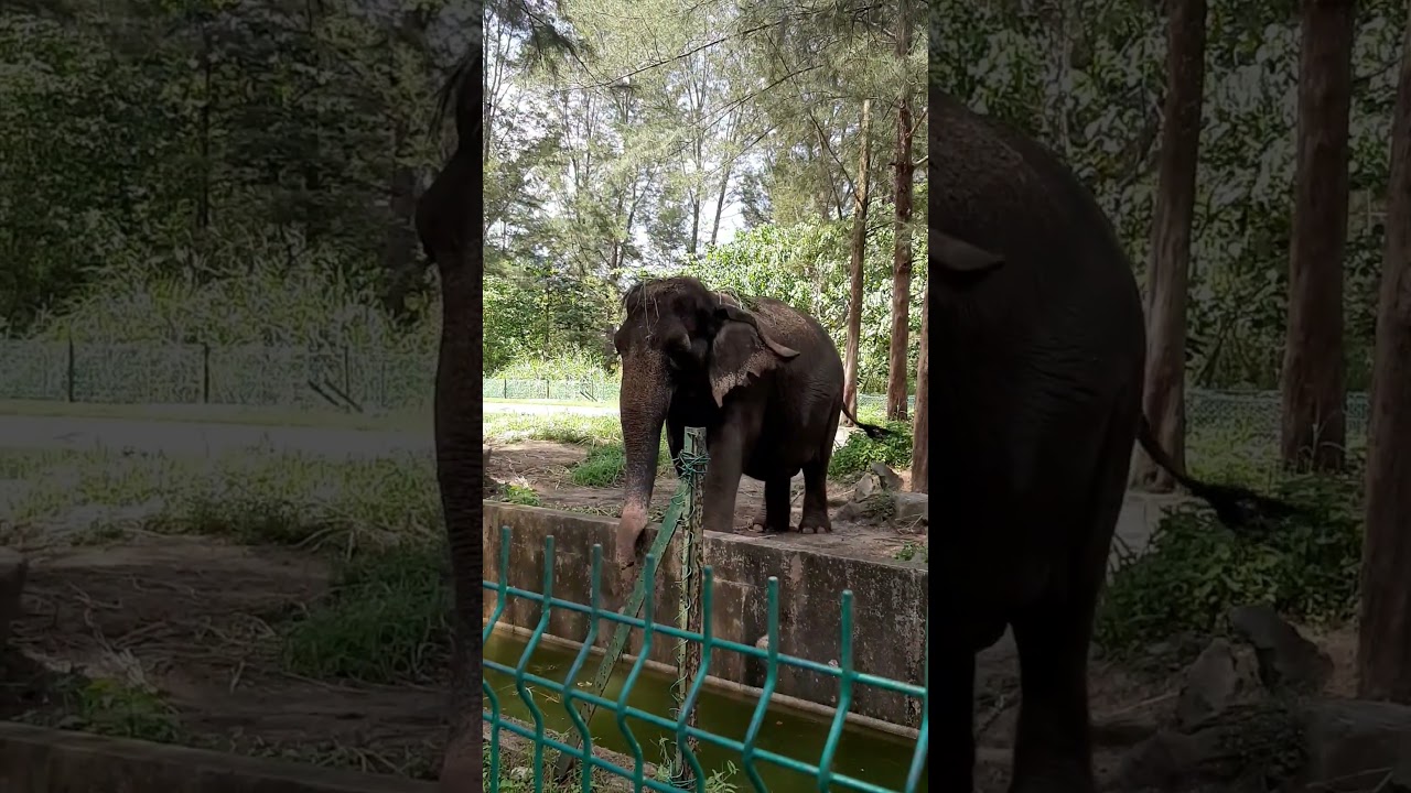 the only one elephant😍