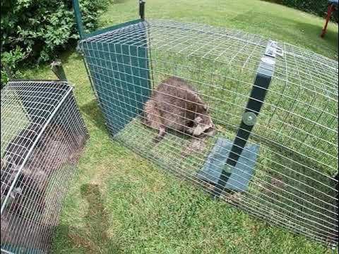 Piège pliant capture animaux vivants : fouines, ratons laveurs, lapins,  rats