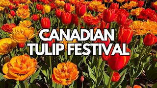 2026 CANADIAN TULIP FESTIVAL🌷 Full Walking Tour of Commissioners Park in Ottawa, ON