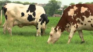 WhollyCow Milk screenshot 2