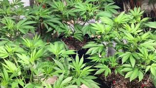 Growing with 315 cmh lights: Romulan Grapefruit still in veg