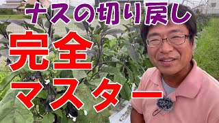 「ナスの切り戻し」何度聞いても分からないと言うあなたの為だけに作りましたNO6422023.6.24