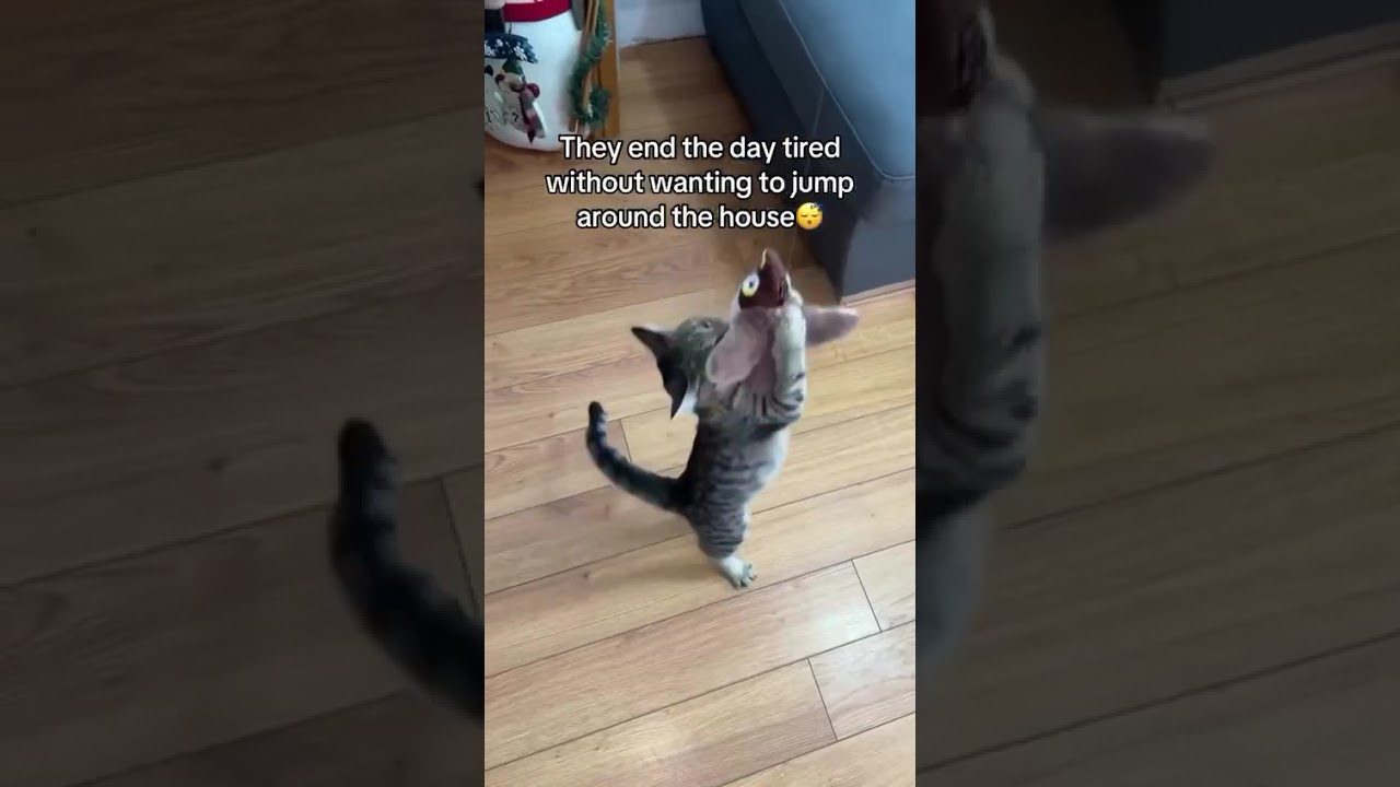 Flapping, Flying, Feline Fun! 😻 