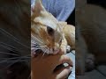 Don't like to play 😅😅#cat #lazycat #cat #catlover #cute #animals #petlover #pets