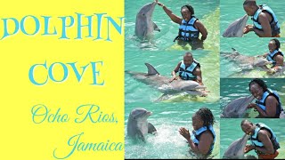 Dolphin Cove Ocho Rios Jamaica Our Encounter Swim With The Dolphins La Vida Jennings
