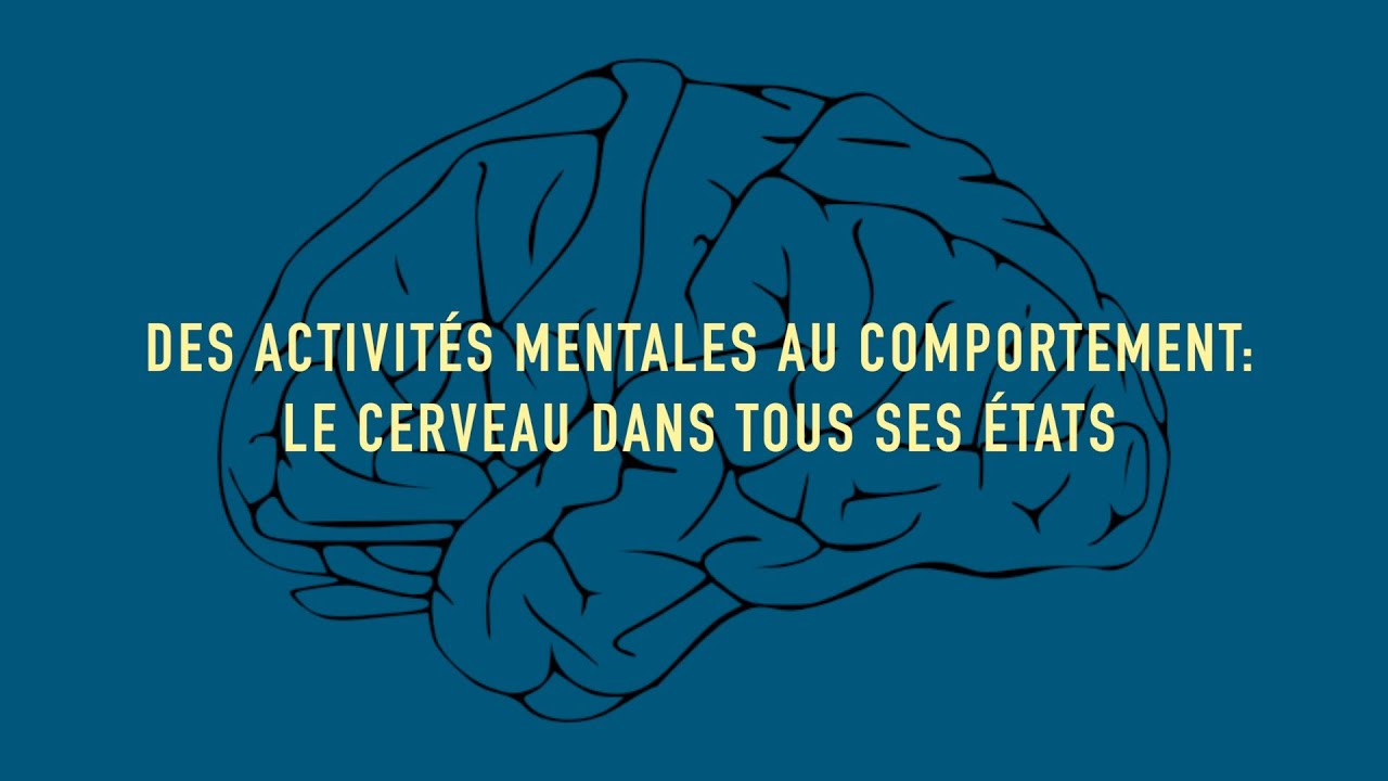 Des Activités Mentales Au Comportement Le Cerveau Dans Tous Ses états Cours Sciences2 Unil - 