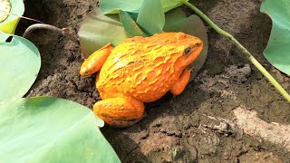 Thao Cady goes to catch stranded animals, frogs, crabs, eels - Part 2006