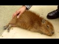 ツボを撫でられヘブン状態の仔カピバラ HD ver. (Scratching child Capybara)