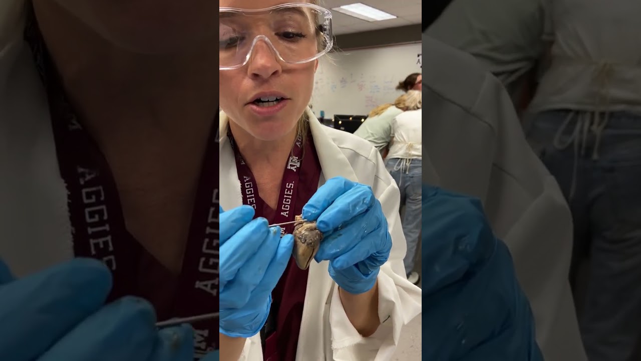 Fetal Pig Dissection: heart structures
