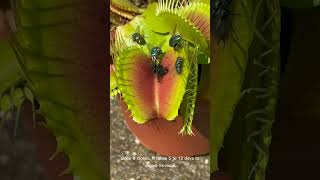 Famous Venus Flytrap : The Silent Killer.#youtubeshorts Profile