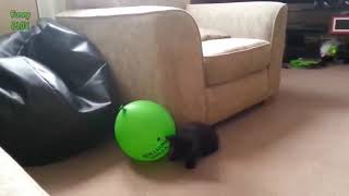 Funny Cute Cats vs Balloons Collection 2020 Pets Collection by CatsNDogs365 10 views 4 years ago 3 minutes, 2 seconds