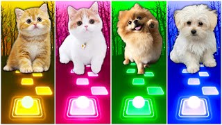 CUTE CATS VS DOGS - WELLERMAN AND  CUPID VS WAKA WAKA AND IMAGINE DRAGONS by Funny Rhythm Games 7,803 views 7 months ago 7 minutes, 38 seconds