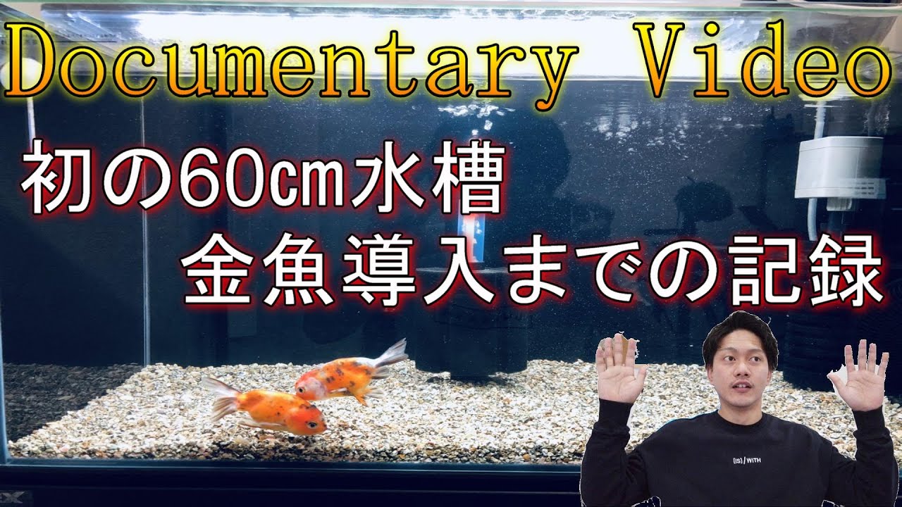遂に60 水槽に可愛い金魚導入 9日間のドキュメンタリー映像 Youtube