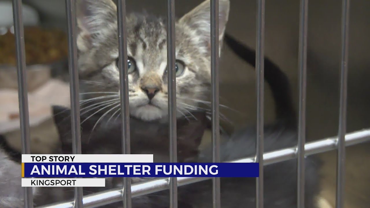 With Petworks’ county funding uncertain, Kingsport offers help YouTube