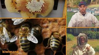 Vanquish the Varroa – KM121
kiwimana is a place where the beekeeping community can share a conversation and connect.
In this episode we talk about Bumper Honey season in New Zealand Lithium? Is this another option? Prisoners find the Buzz
Thanks for listening to our show....Gary and Margaret
Here is what is the Show
###Here is what is in the show (Now with Times)
Whats been happening at kiwimana? - 00:02:48
What should you be doing with your bees? - 00:09:45
Blog Recap - 00:12:34
What products have been used in our work? - 00:13:27
Good Honey Crop Expected in New Zealand after Dismal 2017 - 00:19:35
Have you lithium-chlorided your bees yet? - 00:22:05
Prison beekeeping course helps inmates turn lives around - 00:30:56
Jarrah and marri honey: A liquid goldrush of medical benefits - 00:38:53
Otago Bees Ltd honey plant set to start production in Alexandra - 00:44:00
Whats your Number One Beekeeping Problem? - 00:46:45
Whats in the Bonus Show - 00:52:19
The Next Show - Les Crowder - 00:53:42
The Full Notes are will be here:-
http://kiwi.bz/121 Vanquish the Varroa – KM121