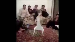 Te Felicito  Shakira Rauw Alejandro  Sped Up  Reverb