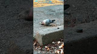 Famous Surprising things about pigeon 😮 Wealth