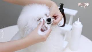 Best way for your dog to get rid tear stain  eye envy tear stain remover