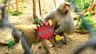 видео: Туристы в шоке- обезьяны едят мясо! Проверка документов в ДОМ2- дело важное! Жизнь гамадрилов.Тайган картинка: Туристы в шоке- обезьяны едят мясо! Проверка документов в ДОМ2- дело важное! Жизнь гамадрилов.Тайган