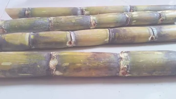 Top 10 Sugar Cane Producing Countries