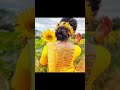 trending blouse designs #shots #video #you #tube #viral 👗