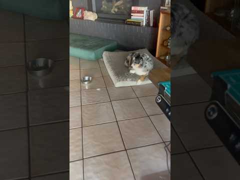 Beadies first time seeing a mouse cursor #dog #viral #fyp