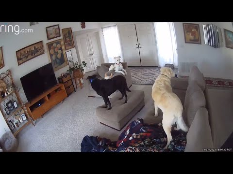 Dogs React To