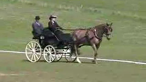 Angela Flanagan - dressage