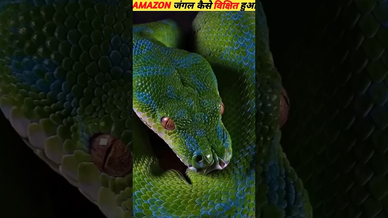 HOW AMAZON JUNGLE FORMS /THE SECRET OF AMAZON  