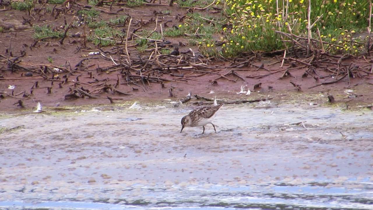 Adult Least Sandpiper 