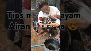Tips Memandikan Ayam Airan Pertama cewek Boto Thailand pertenakayam ayammandi ayamjago shorts