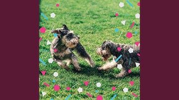 Remarkable Backdrops for Calming Puppy
