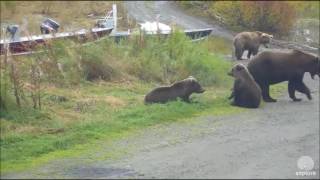 402 And Cubs Princess, September 15, 2016 - The 4X Speed Version