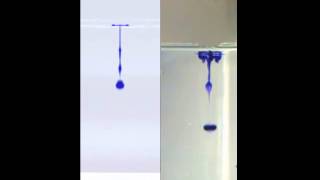 Simulating Drops Settling in a Still Liquid