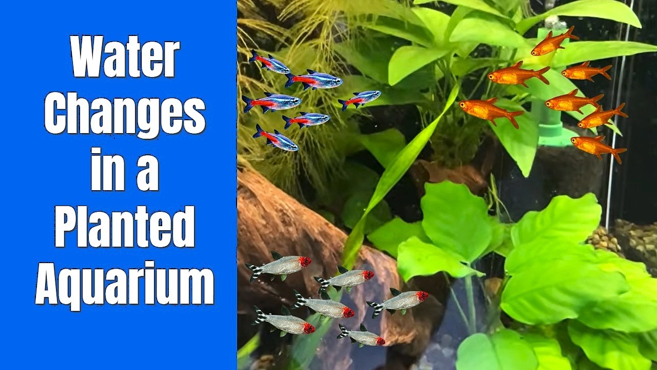 Water Changes in a Planted Fish Tank