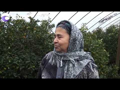 Video: Kumquat Məhsul Mövsümü: Qumquats Nə vaxt və Necə Yığılmalıdır