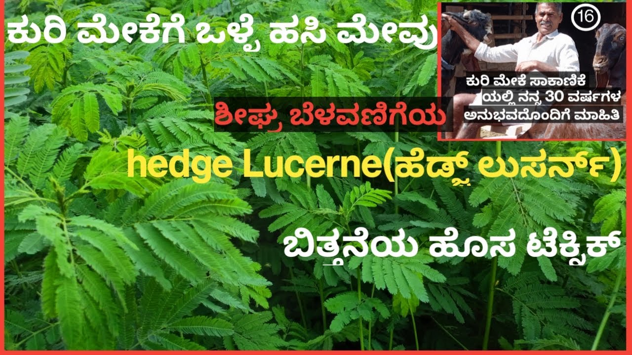 ಕುರಿ ಮೇಕೆಗೆ - ಶೀಘ್ರ ಬೆಳವಣಿಗೆಯ Hedge Lucerne