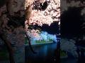 Hoa Anh Đào Đẹp Nhất Tokyo Kuadanzaka #travel #tokyo #aohoa #travel #anime #japan #tourism