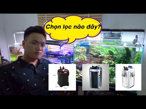 Video: Những điều bạn cần biết về việc cho cá ăn