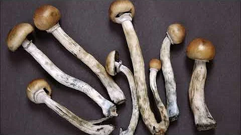 Avoiding Bad Trips with Psychedelics (Psilocybin Magic Mushrooms)