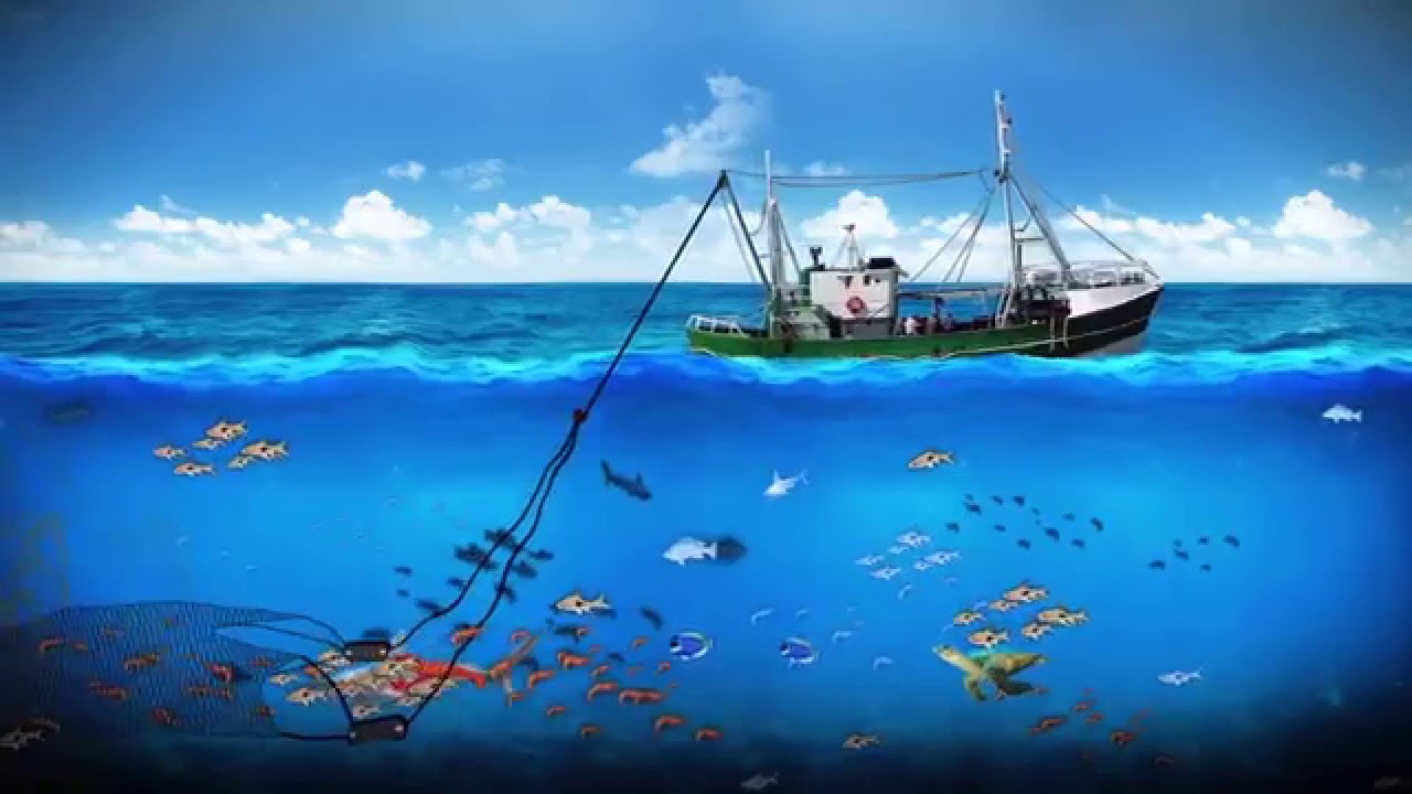 MarViva - La pesca de arrastre no es sostenible: genera pocos