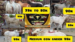 MEDIUM COW FOR SALE RAJA CATTLE FARM GOLBARI STARING PRICE 65K TO 1.10 LAC CONTACT NUMBER#9748334670