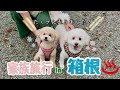 久しぶりの旅行にテンションMAXなわんこ達【トイプードル】