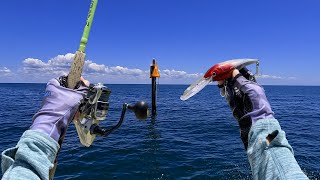 EPIC Shallow Water Grouper Plugging and LIVE BAIT w/ Florida Fishing Adventures