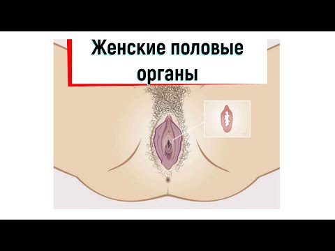 Женские половые органы: наружные и внутренние половые органы женщины