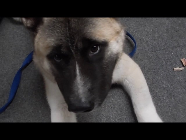 My 6 month old Akita, "Nietzsche" demo.