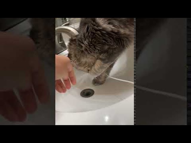 Cat Earns His Keep || ViralHog